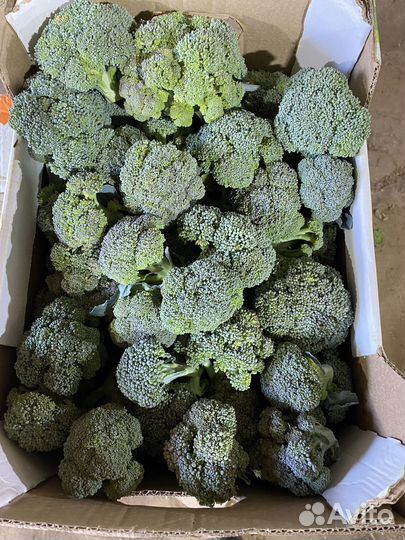 Цветная, броколли, пекинская, засолочная капуста