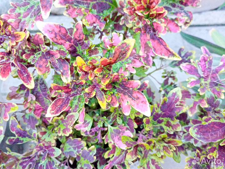 Колеусы вегетативные