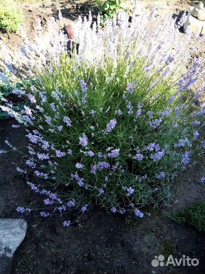 Лаванда саженцы