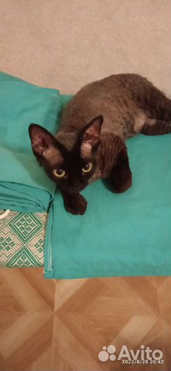 Девон-рекс вязка