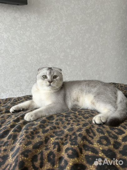 Шотладский котик