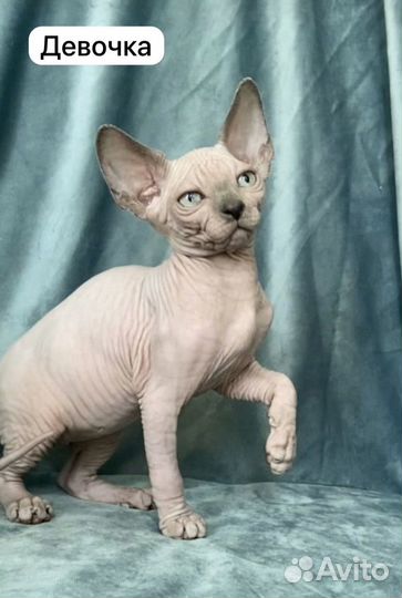 Канадский сфинкс, котёнок