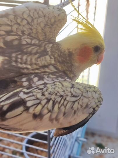 Попугай корелла