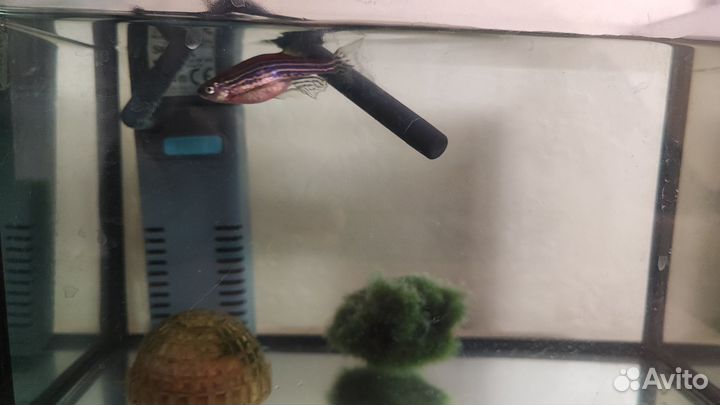 Рыбка данио