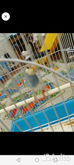 Волнистый попугай