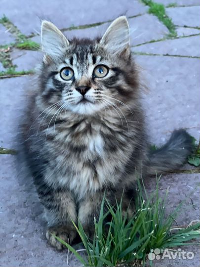 Котята в добрые руки бесплатно