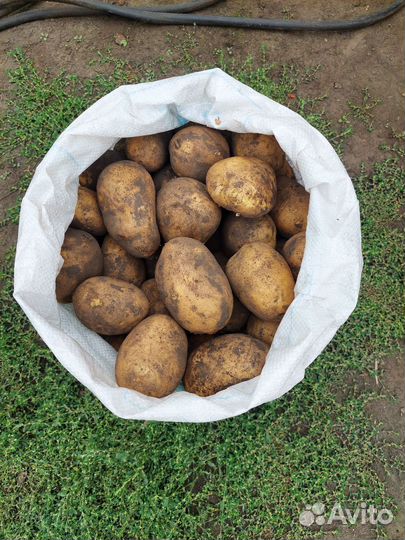 Картофель сортовой