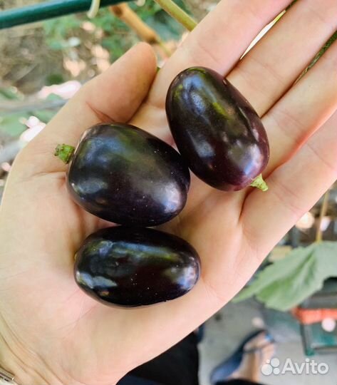 Виноград(черенки)