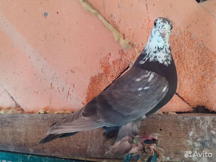 Продажа голубей
