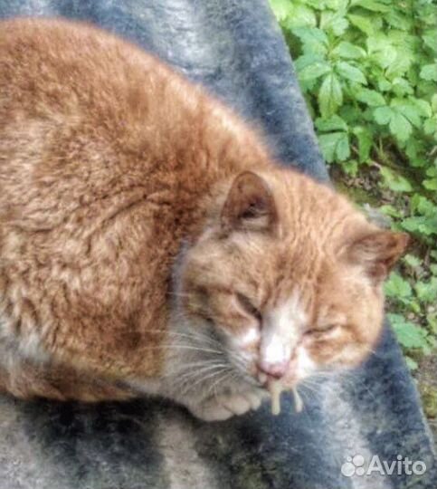 Кошка гниет заживо