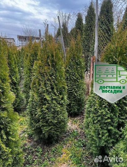 Туя Смарагд