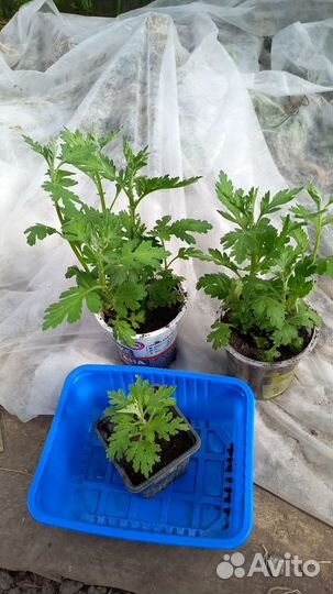 Хризантемы мультифлора (зимующая)