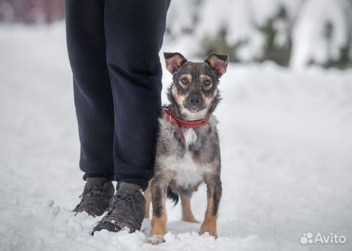 Маленькая собака в добрые руки бесплатно