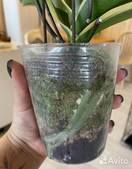 Орхидея вариегатная пелор