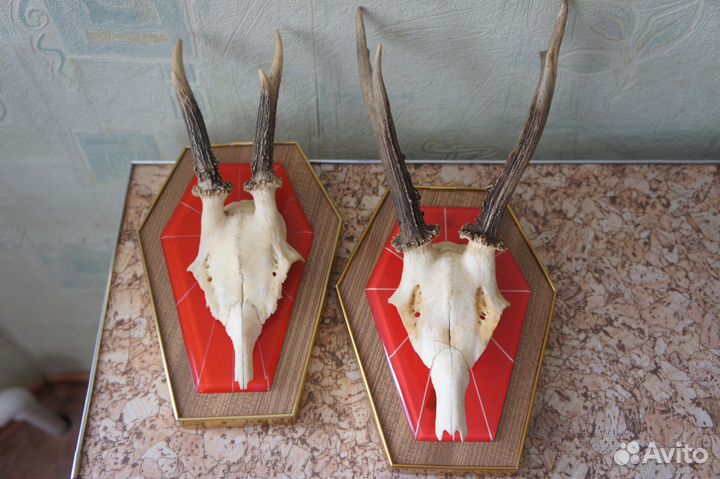 Коллекция рогов