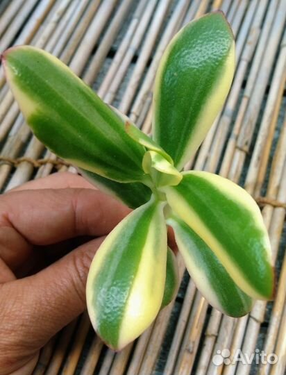 Крассулы оваты NEW 06.10.23