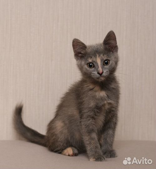 Серые котята в добрые руки