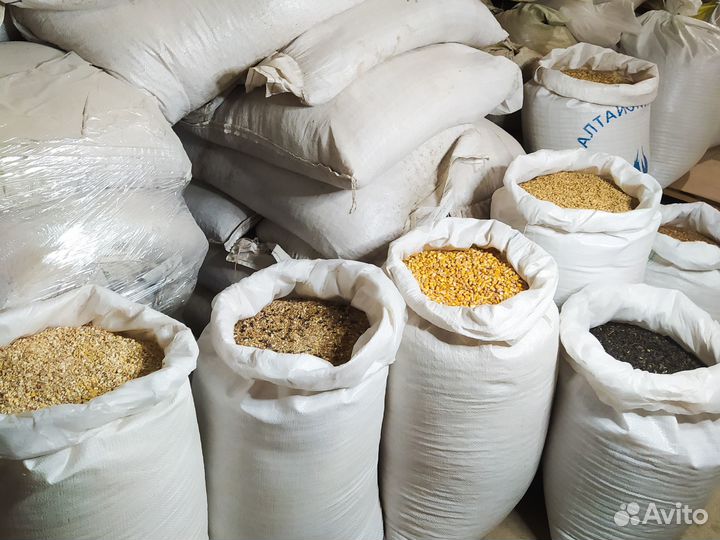 Горох кормовой