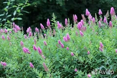 Подвой абрикоса, барбарис, спиреи, кизильник