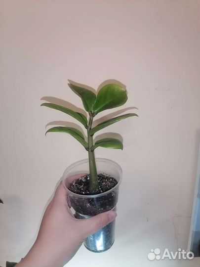 Замиокулькас зензи