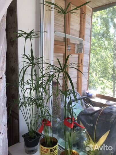 Циперус - пальма