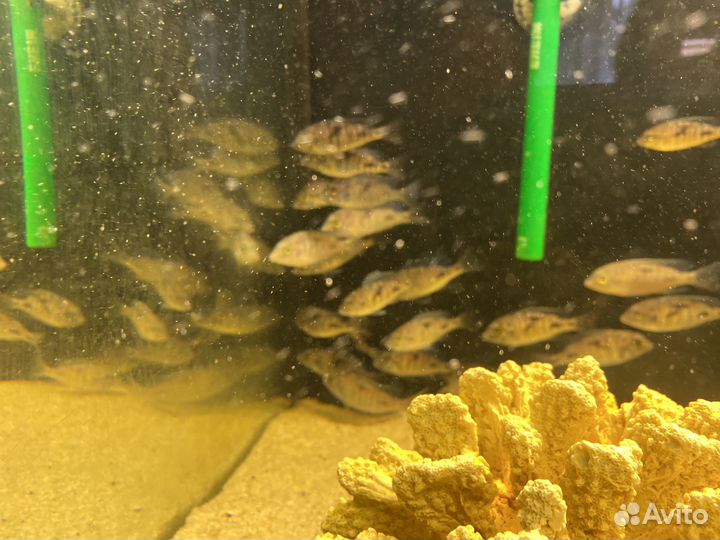 Голубой дельфин