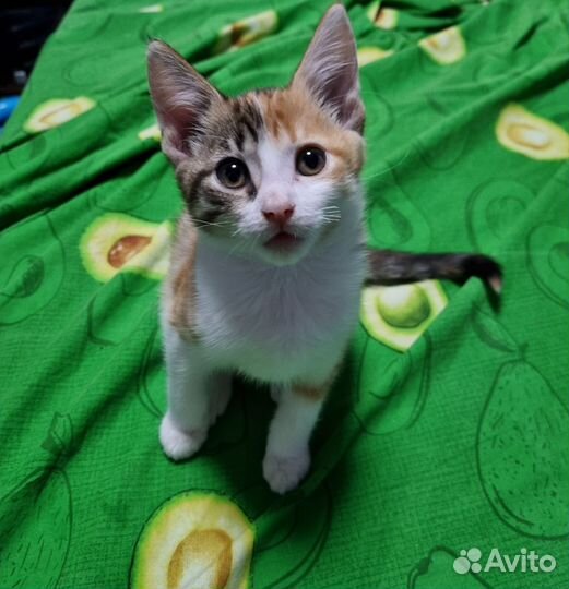Котята мейн-кун метисы