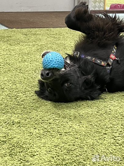 Дрессировка собак