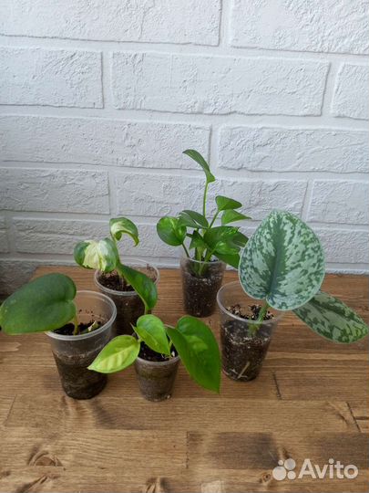 Эпипремнум набор