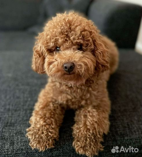 Тоц-Пудель. Москва