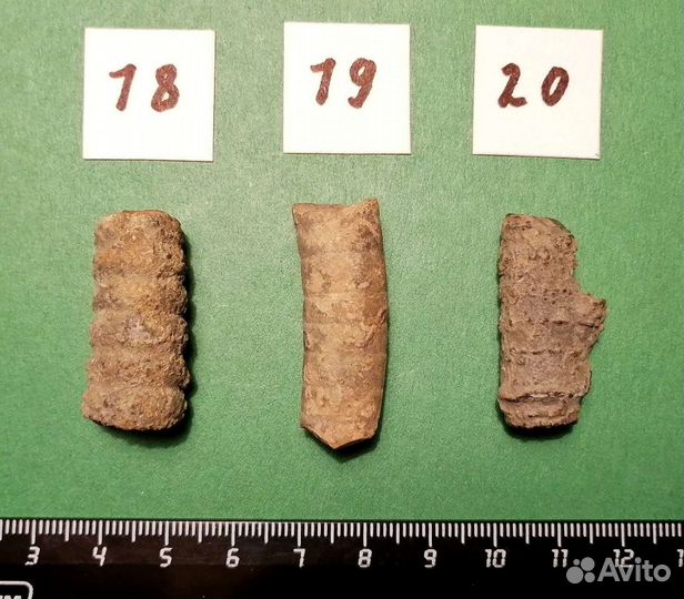 Палеонтология окаменелость Стебли морских лилий