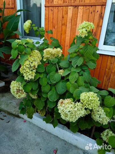 Гортензия саженцы