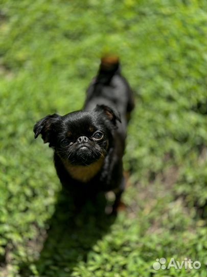 Пти брабансон мальчик