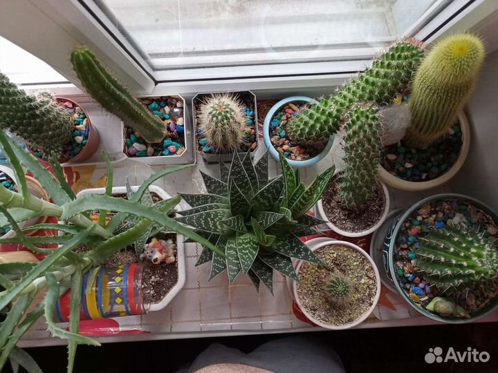 Кактусы и суккуленты