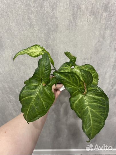 Сингониум Спир Пойнт (ушковатый)