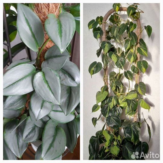 Филодендроны, сциндапсусы с доставкой