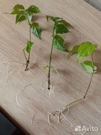 Гибискус персиковый, Тунбергия, Горшки