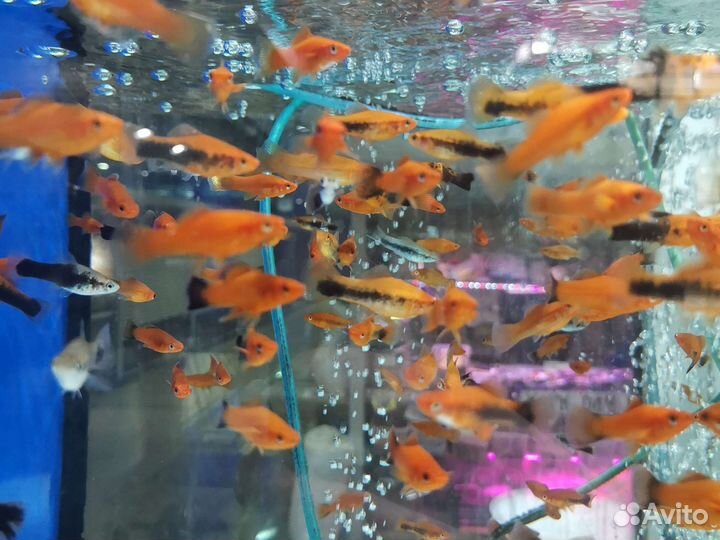 Аквариумные рыбки