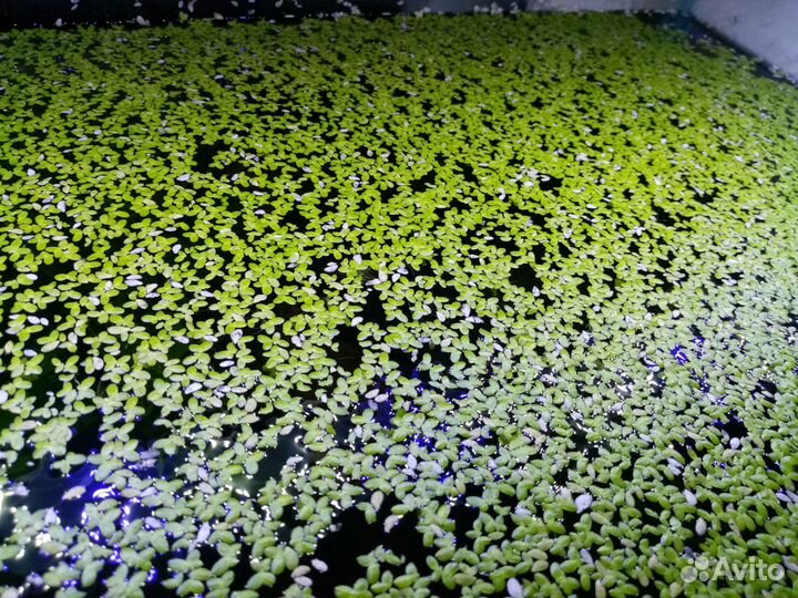 Ряска в аквариум
