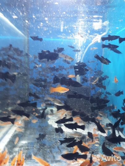 Золотой линь. Моллинезия, карась комета