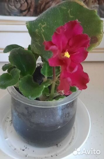 Сортовые фиалки