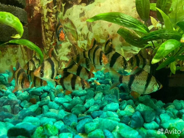 Аквариумные рыбки