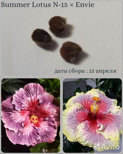 Семена сортовых гибискусов