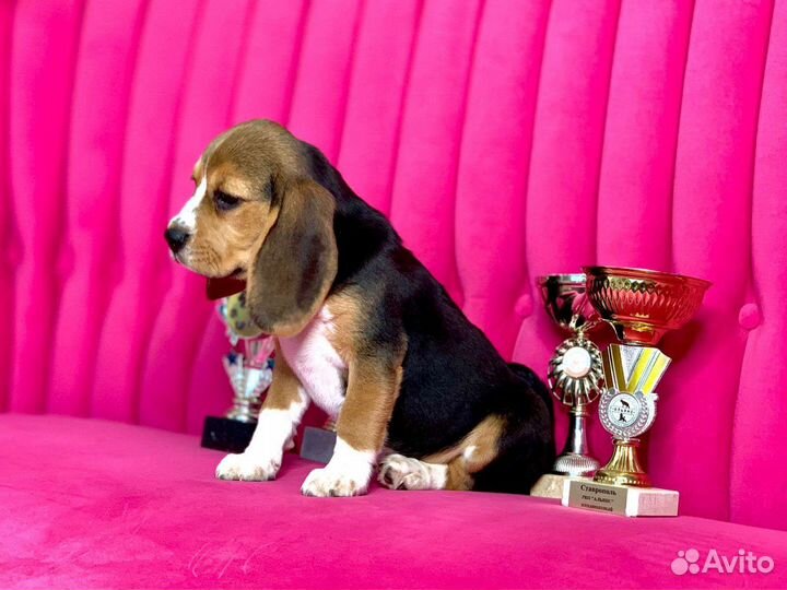 Щенки бигль