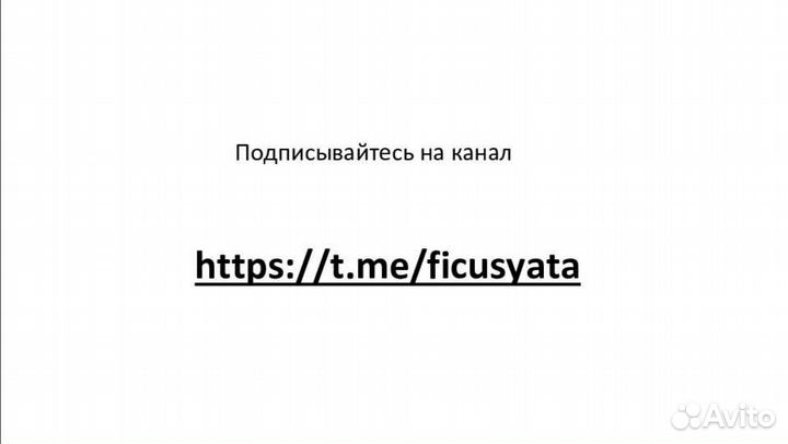 Комнатные растения цветы. Денежное дерево