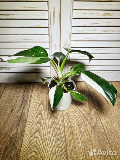 Филодендрон white wizard / вайт Визард