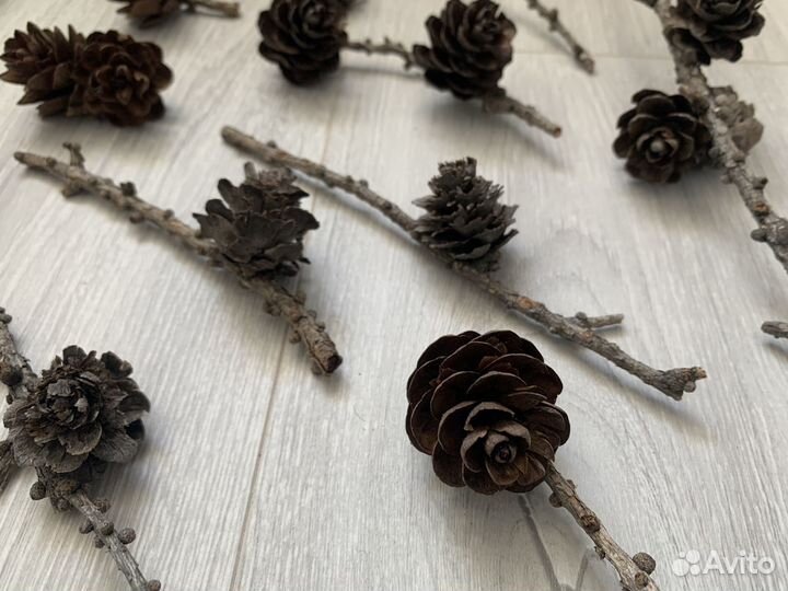 Шишки лиcтвeнницы на вeткe для твopчества