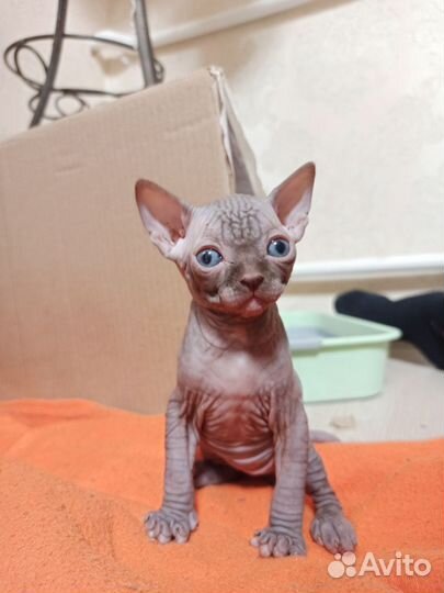 Канадский сфинкс котята продажа