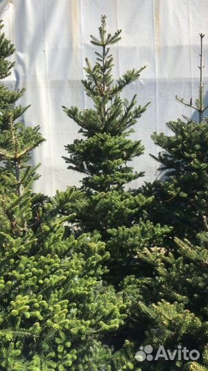 Посадка растений. Пересадка крупномеров