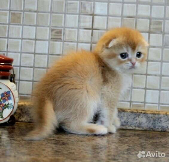 Вислоухий мальчик